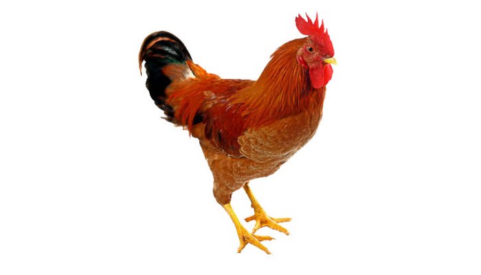 Good Food for Brain - Chicken