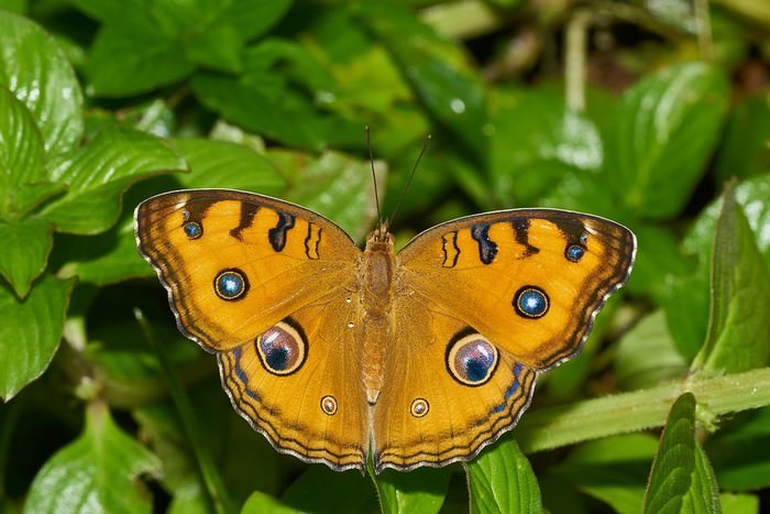 Peacock Pansy