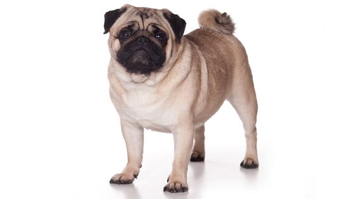 Pug Family Dog Breeds