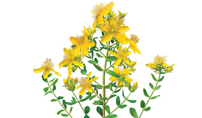St. John's Wort for Depression