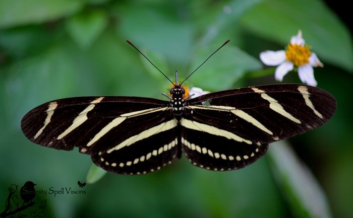 Zebra Longwing Butterfly