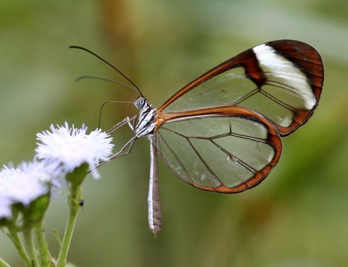 transparent butterfly