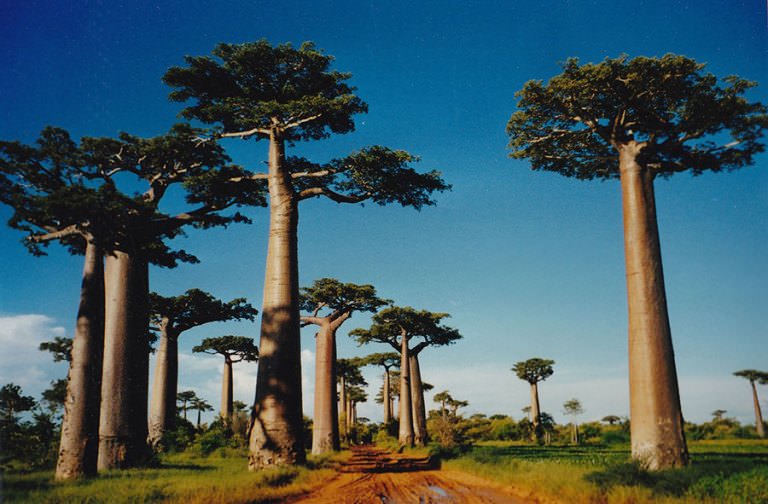 Baobab unusual and strange trees