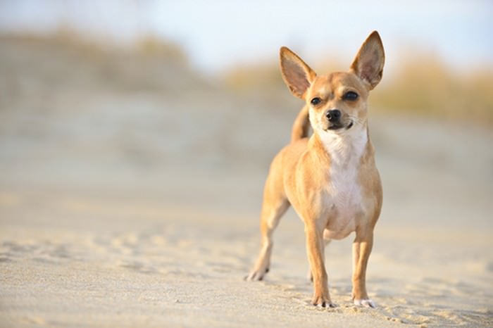 the smallest dog in the world name