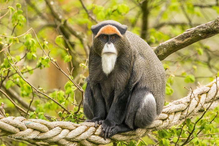 De Brazza’s Monkey most expensive animals