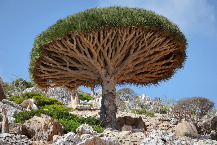 Dragon Tree unusual and strange trees
