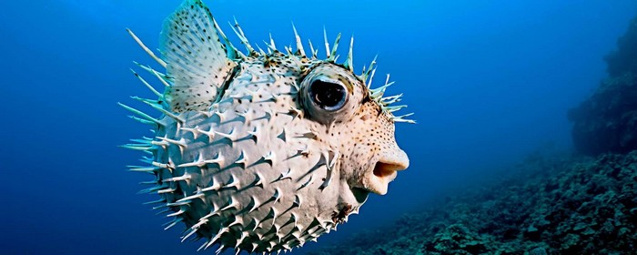 FUGU - Poisonous but Delicious