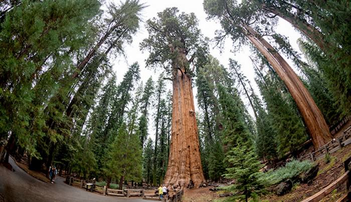 General Sherman unusual and strange trees