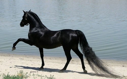 Most Expensive Animals in the World