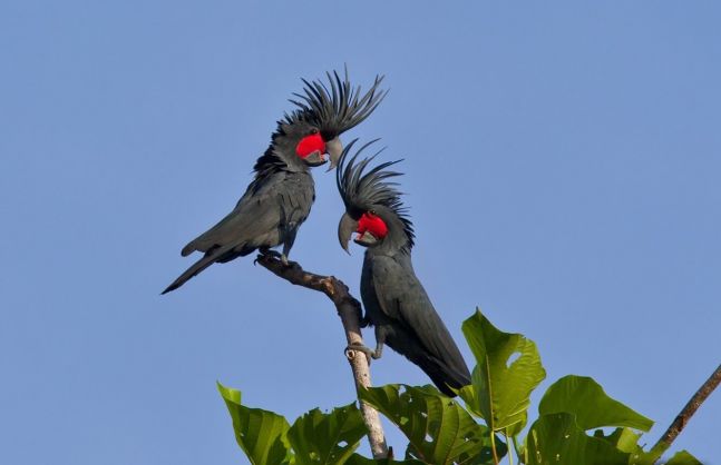 Palm Cockatoo most expensive animals