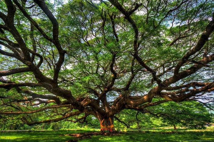 Pirangi Cashew Tree Brazil