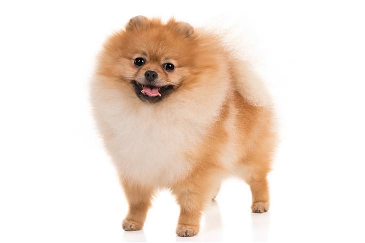 Pomeranian Smallest Dog Breeds