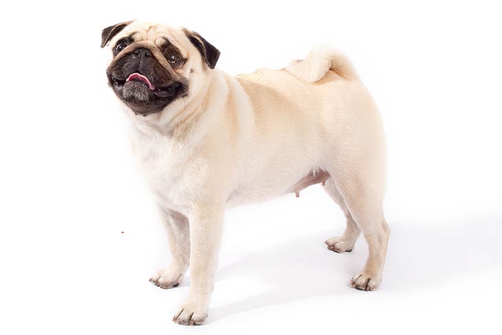 Pug Smallest Dog Breeds