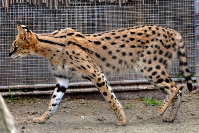 Savannah Cat most expensive animals