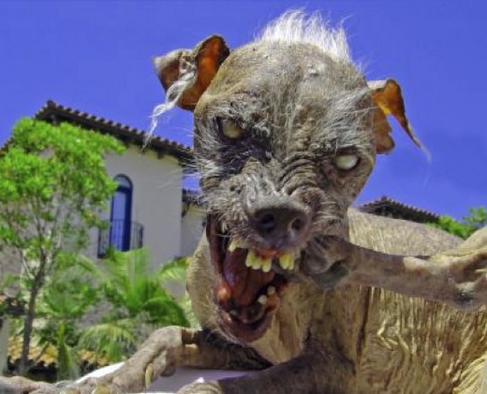 Scariest Monsters Chupacabra