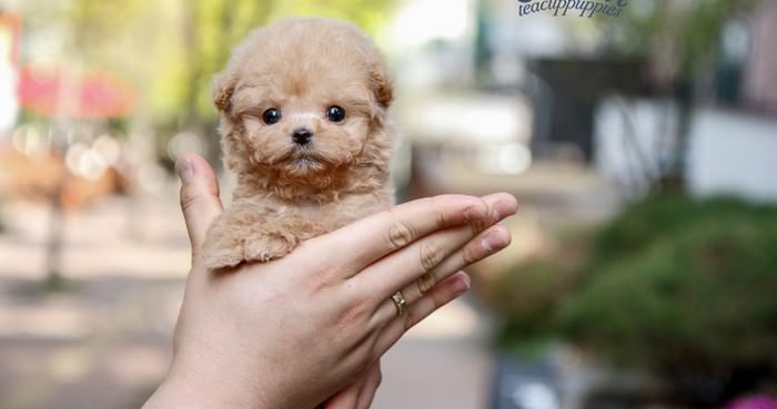 smallest dog breeds in order