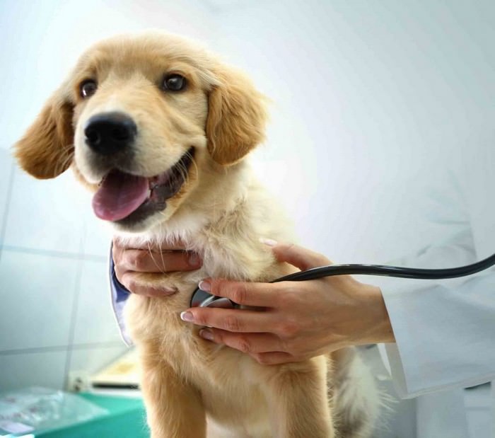 TOP 10 Ways to Increase Your Dog’s Life