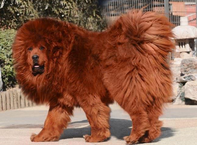 Tibetan Mastiff most expensive animals