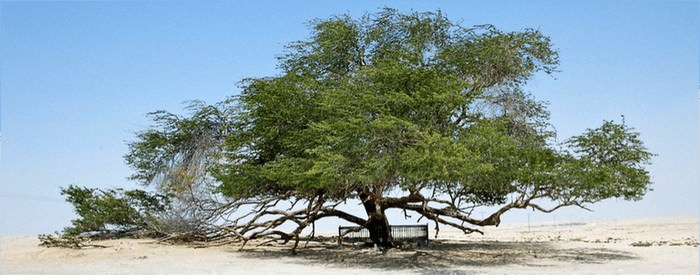 Tree of Life Bahrain