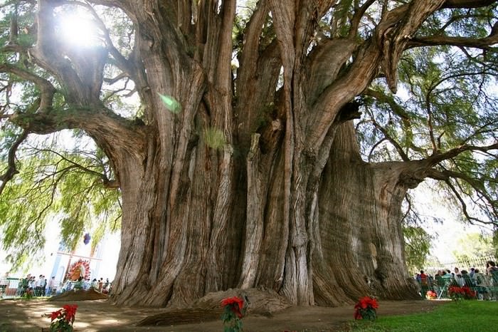 Tree of Tule unusual and strange trees