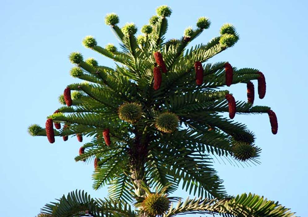 Wollemi Pine unusual and strange trees
