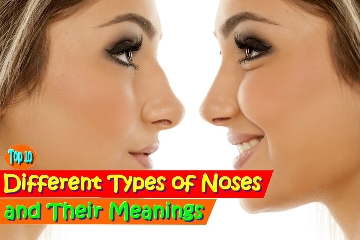 Different Types of Noses and Their Meanings