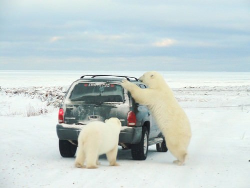 Polar Bears of Churchill