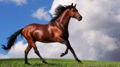 Arabian-Horse