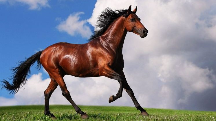 Top 10 Most Expensive Animals in the World - Wonderslist