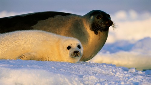 Harp seal baby and mother