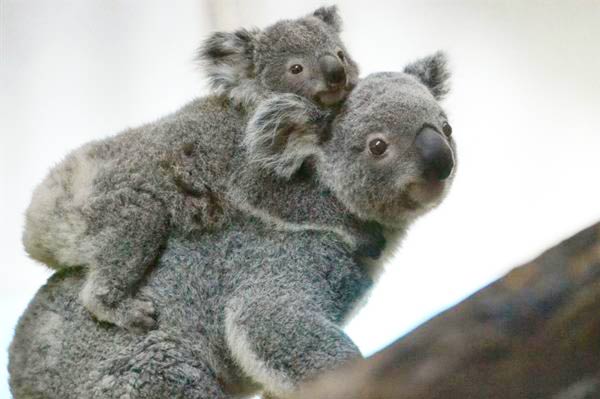 Koala moms