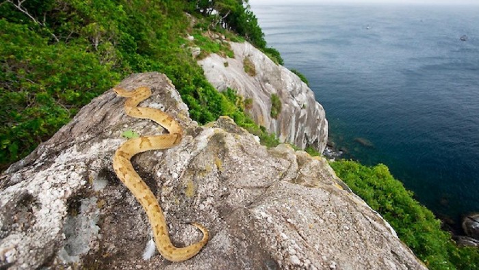 Ilha da Queimada Grande