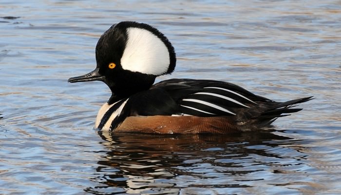Hooded Merganser