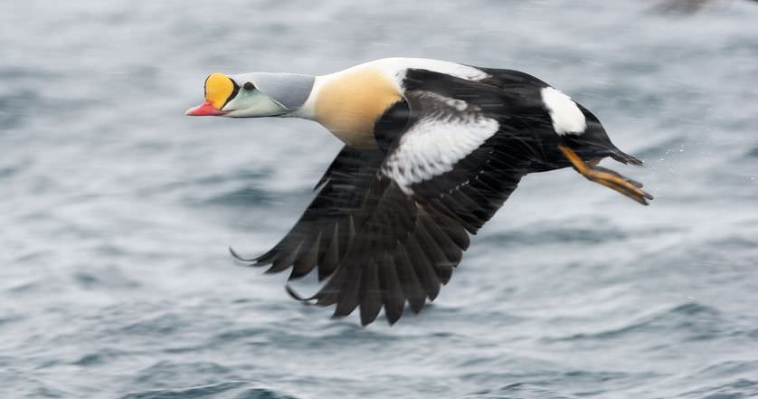 King Eider