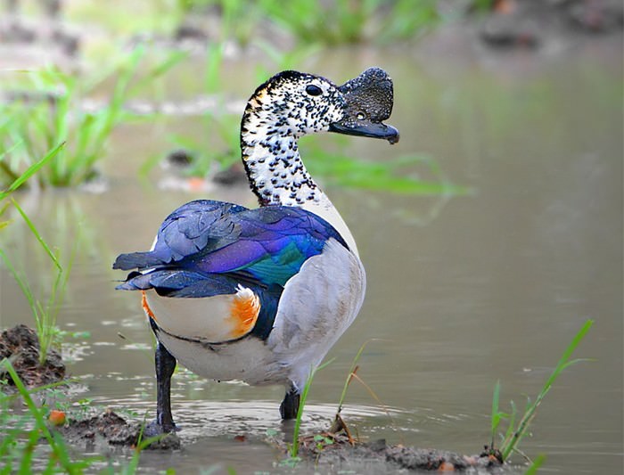 Knob-billed Duck