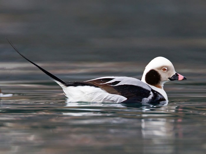 Long-tailed Duck