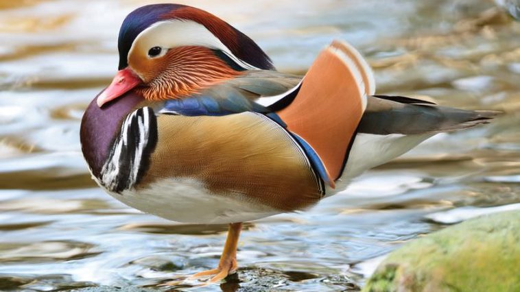 most beautiful and unusual ducks