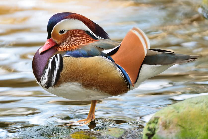 most beautiful and unusual ducks