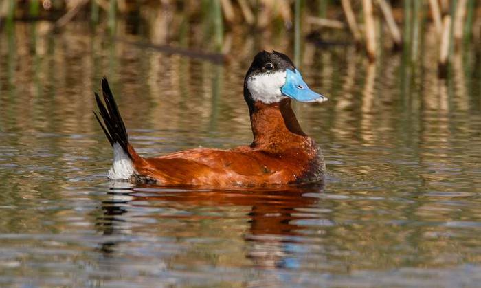 Ruddy Duck