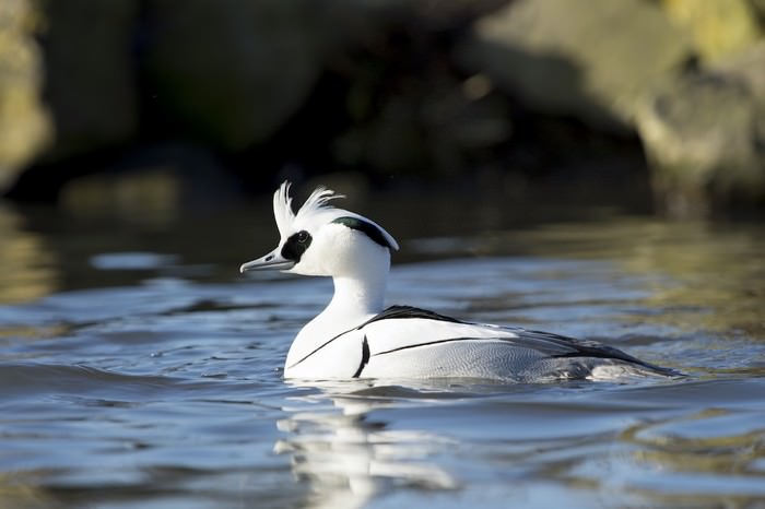 Smew Duck