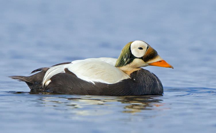 Spectacled Eider Duck
