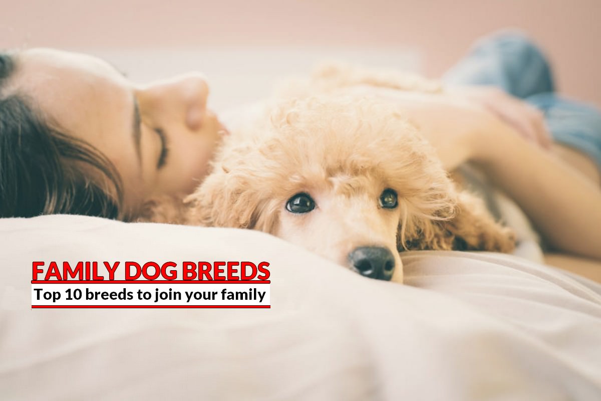 Dog Breeds to Join Your Family