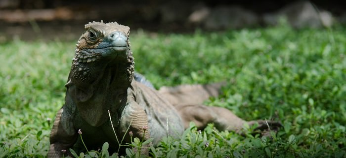 Queen Elizabeth II Botanic Park