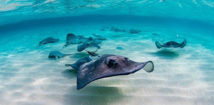 Stingray City Things to Do in Grand Cayman