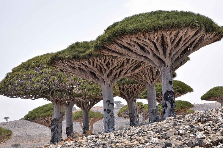 Socotra Island_Breathtaking Places on Earth