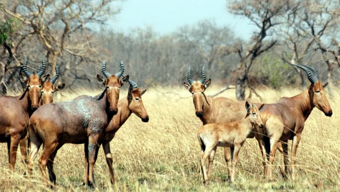 Pendjari National Park