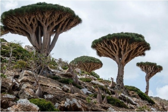 Socotra - Yemen