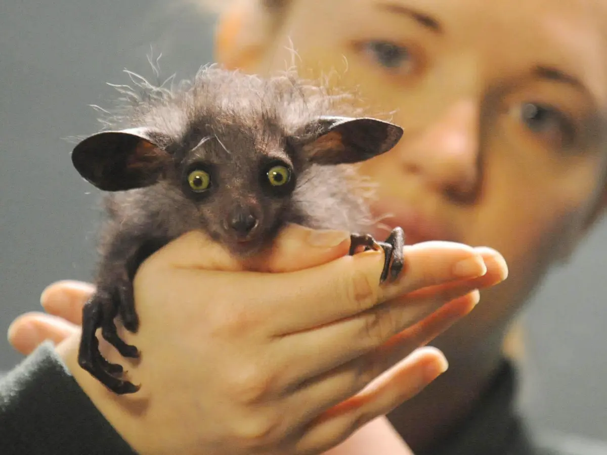 10 Strange Animals You Didn t Know Existed Wonderslist