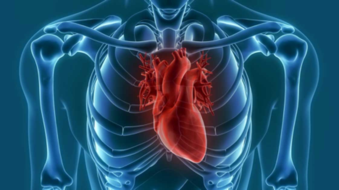 Theory of Human Cardiovascular Disease