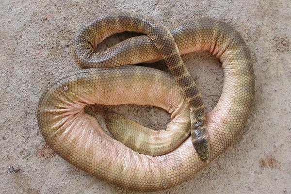 Belcher’s sea snake